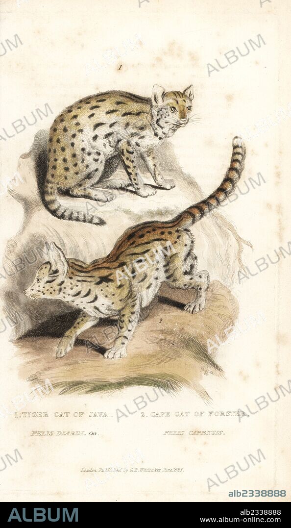 Sunda clouded leopard, Neofelis diardi (vulnerable) and serval, Leptailurus serval (Tiger cat of Java, Felis diardi, and Cape cat of Forster, Felis capensis). Handcoloured copperplate engraving by Griffith, Harriet or Edward, from Edward Griffith's The Animal Kingdom by the Baron Cuvier, London, Whittaker, 1825.