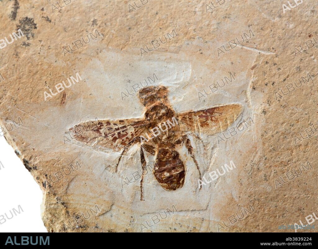 Fossil Big-eyed Fly from the Upper Cretaceous, Brazil. Specimen at Museum of the Earth, Ithaca, NY.