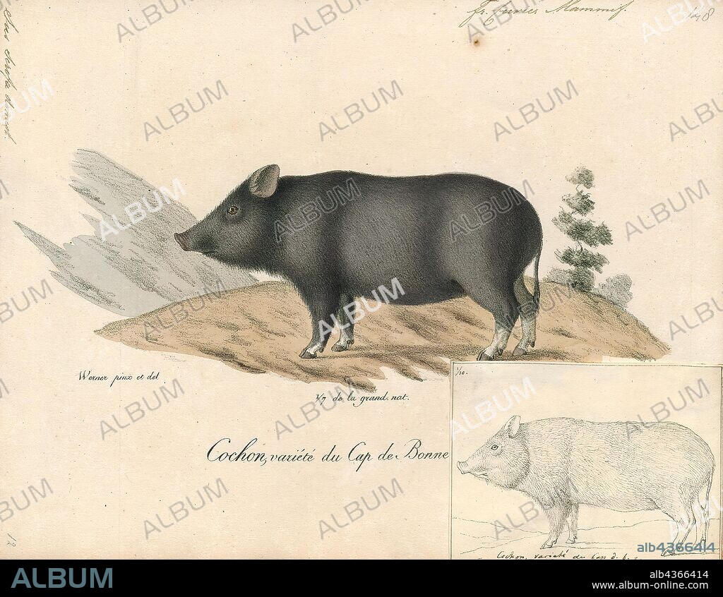 Sus scrofa domestica, Print, The domestic pig (Sus scrofa domesticus or only Sus domesticus), often called swine, hog, or simply pig when there is no need to distinguish it from other pigs, is a domesticated large, even-toed ungulate. It is variously considered a subspecies of the Eurasian boar or a distinct species. The domestic pig's head-plus-body-length ranges from 0.9 to 1.8 m (35 to 71 in), and adult pigs typically weigh between 50 and 350 kg (110 and 770 lb), with well-fed individuals often exceeding this weight range. The size and weight of a hog largely depends on its breed. Compared to other artiodactyls, its head is relatively long, pointed, and free of warts. Even-toed ungulates are generally herbivorous, but the domestic pig is an omnivore, like its wild relative., 1700-1880.