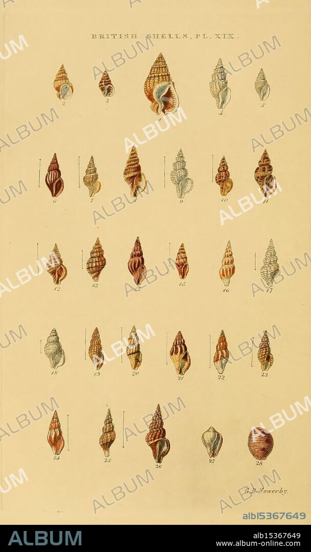 Illustrated Index Of British Shells London Simpkin Marshall And Co. And The Author 1859. Great Britain Identification Mollusks Pictorial Works, The illustration showcases a diverse collection of sea shells, meticulously arranged in a grid format. Each shell varies in shape, size, and decorative patterns, exhibiting intricate details such as spirals, ridges, and various color combinations. The shells are numbered for identification purposes, with accompanying labels that provide scientific names, suggesting a focus on classification within marine biology. The overall presentation highlights the beauty and diversity of shell morphology, inviting appreciation for the natural world.