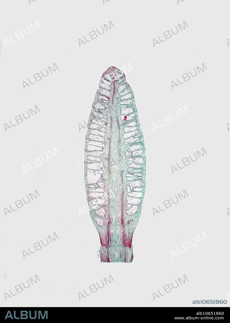 Light micrograph (LM) of the strobilus of Equisetum (horsetail), longitudinally sectioned, showing spores. Magnification: 7x when printed at 10cm.