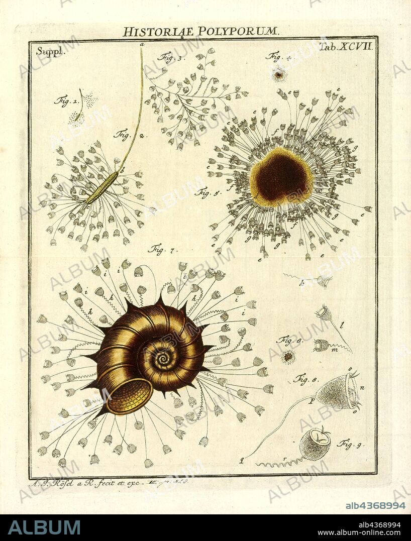 Vorticella nebulifera, Print, Vorticella is a genus of bell-shaped ciliates that have stalks to attach themselves to substrates. The stalks have contractile myonemes, allowing them to pull the cell body against substrates. The formation of the stalk happens after the free-swimming stage.