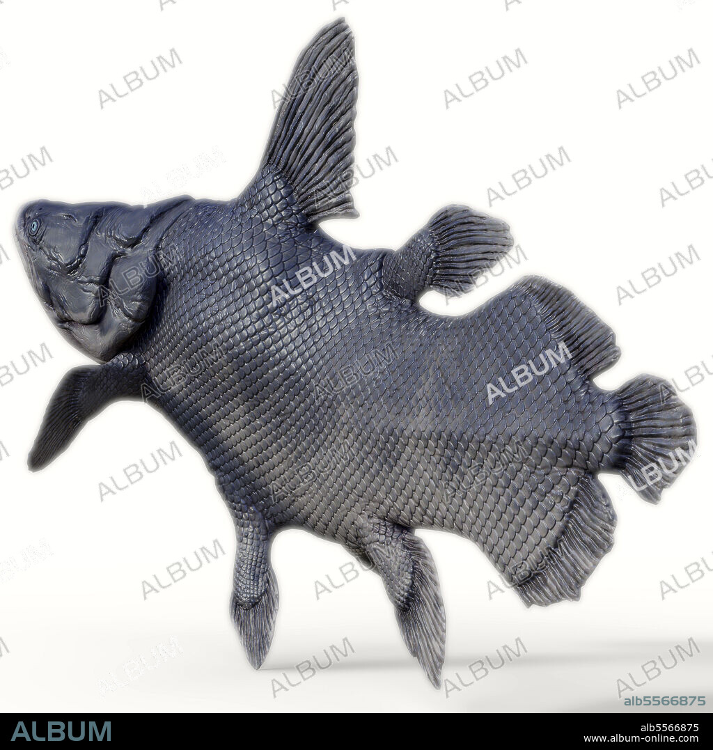 Mawsonia fish. Mawsonia was a extinct coelacanth lobe-finned fish that prowled the deep ocean during the Triassic and Cretaceous Periods of North Africa and Brazil, South America.