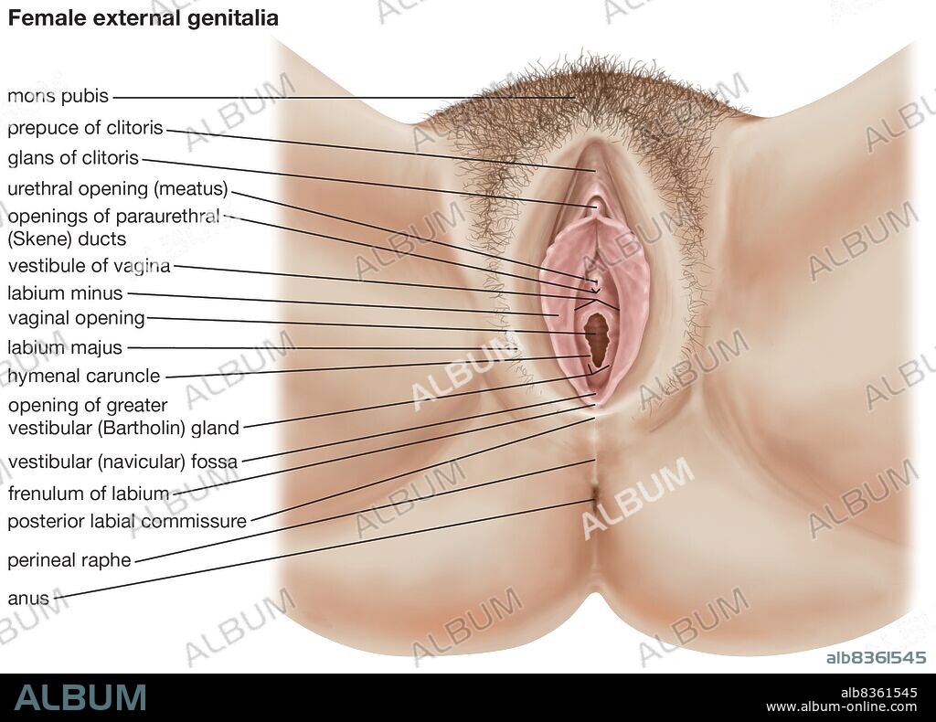 The human female external genitalia.