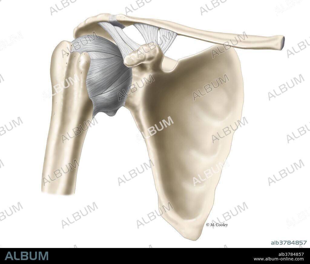 This illustration depicts important ligaments connecting the clavicle and the acromion to the coracoid process. These ligaments include the coracoacromial ligament and the coracoclavicular ligament (trapezoid ligament and the conoid ligament).