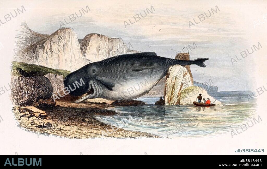 The sperm whale (Physeter macrocephalus), or cachalot, is the largest of the toothed whales and the largest toothed predator. It is the only living member of genus Physeter. Mature males average at 52 feet in length but some may reach 67 feet, with the head representing up to 1/3 of the animal's length. The sperm whale can be found anywhere in the open ocean. From the early 18th century through the late 20th the species was a prime target of whalers. The head of the whale contains a liquid wax called spermaceti, from which the whale derives its name. Spermaceti was used in lubricants, oil lamps, and candles. Ambergris, a waste product from its digestive system, is still used as a fixative in perfumes. Whale is the common name for various marine mammals of the order Cetacea. The term whale sometimes refers to all cetaceans, but more often it excludes dolphins and porpoises, which belong to the suborder Odontoceti (toothed whales). This suborder includes the sperm whale, killer whale, pilot whale, and beluga whale. All cetaceans have forelimbs modified as fins, a tail with horizontal flukes, and nasal openings (blowholes) on top of the head. Whales inhabit all the world's oceans and number in the millions. Human hunting of whales from the 17th century until 1986 radically reduced the populations of some whale species. Histoire naturelle de LacÃ©pÃ¨de by Georges Cuvier and A.G. Desmarest, 1876-1881.