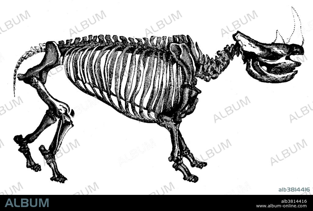 The woolly rhinoceros (Coelodonta antiquitatis) is an extinct species of rhinoceros that was common throughout Europe and Asia during the Pleistocene epoch and survived the last glacial period. The genus name Coelodonta means cavity tooth. The woolly rhinoceros was a member of the Pleistocene megafauna. This animal appeared during Cenozoic era, the most recent era of geologic time, from about 65 million years ago to the present. The Cenozoic Era is characterized by the formation of modern continents and the diversification of mammals and plants. Grasses also evolved during the Cenozoic. The climate was warm and tropical toward the beginning of the era and cooled significantly in the second half, leading to several ice ages. Humans first appeared near the end of this era.