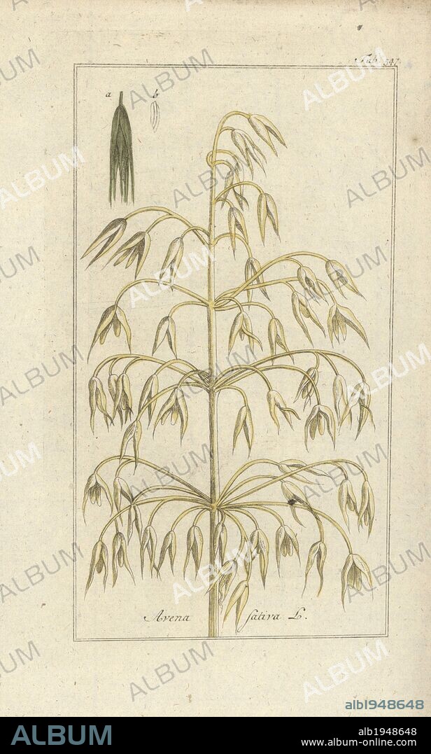 Oats, Avena sativa. Handcoloured copperplate botanical engraving from Johannes Zorn's "Afbeelding der Artseny-Gewassen," Jan Christiaan Sepp, Amsterdam, 1796. Zorn first published his illustrated medical botany in Nurnberg in 1780 with 500 plates, and a Dutch edition followed in 1796 published by J.C. Sepp with an additional 100 plates. Zorn (1739-1799) was a German pharmacist and botanist who collected medical plants from all over Europe for his "Icones plantarum medicinalium" for apothecaries and doctors.