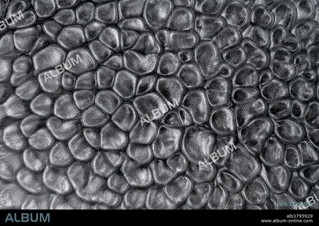Rayleigh-Benard convection cells. Photograph of a thin layer of vegetable oil mixed with aluminum powder and heated gently on a hotplate. Benard cells are convection cells that appear spontaneously in a liquid layer when heat is applied from below. Henri Benard, a French physicist, was the first to conduct this experiment which illustrates the theory of dissipative structures.