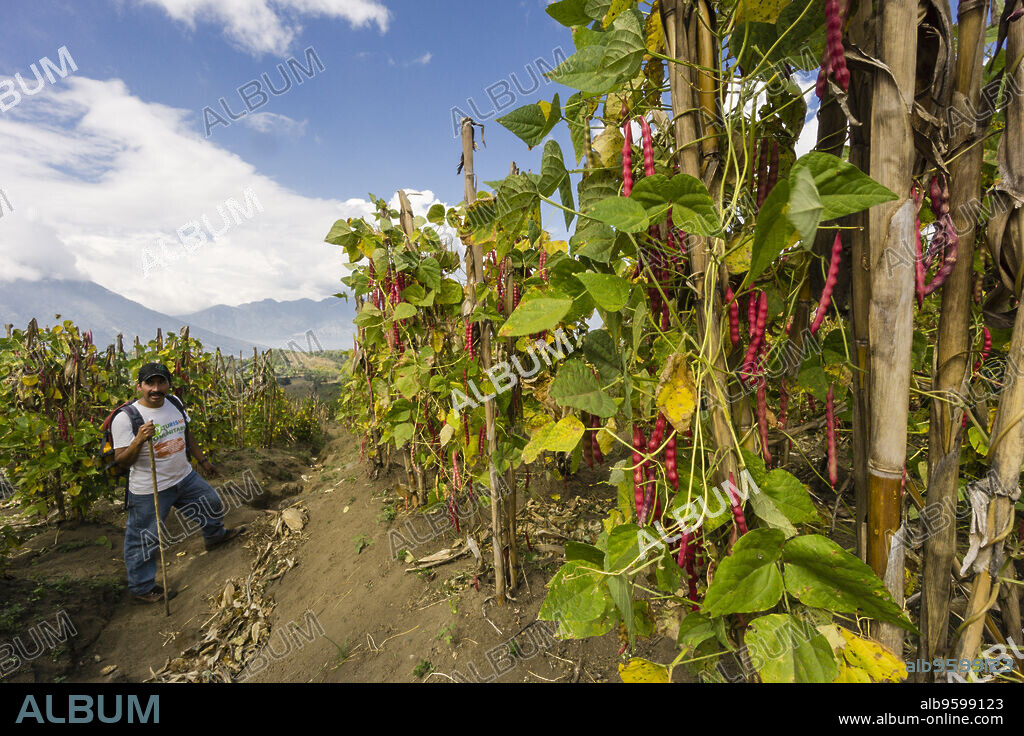 plantacion de frijoles en las laderas del volcán Tolimán ,Santiago Atitlan, lago de Atitlán ,Guatemala, Central America.
