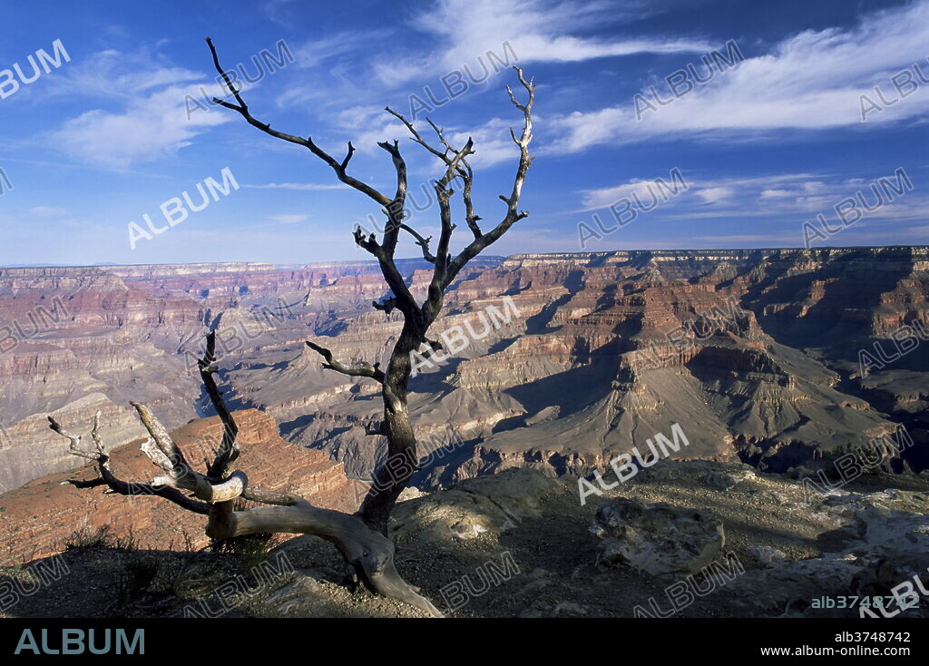 Dead tree and view of canyon from the South Rim at Hopi Point, Grand Canyon National Park, UNESCO World Heritage Site, Arizona, United States of America (U.S.A.), North America.