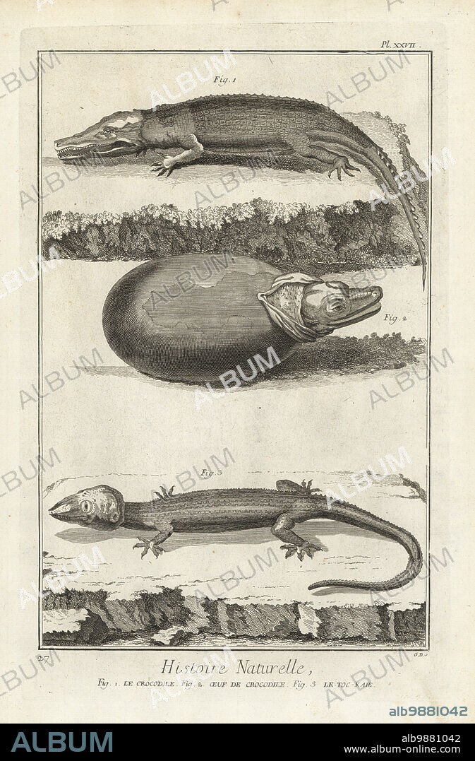 American crocodile, Crocodylus acutus, crocodile hatching from egg, and Tokay gecko, Gekko gecko. Le crocodile; oeuf de crocodile; le-toc-kaie. Copperplate engraving by Antonio Baratti after Francois-Nicolas Martinet from Denis Diderot and Jean le Rond dAlemberts Encyclopedie, Histoire Naturelle (Encyclopedia: Natural History), Livourne, 1774. Francois-Nicolas Martinet (1731-1800) was a French draftsman and engraver.