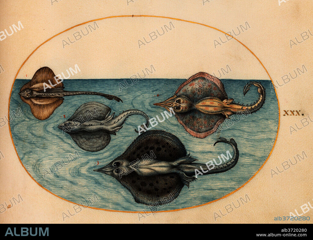 JORIS HOEFNAGEL. Animalia Aqvatilia et Cochiliata (Aqva): Plate XXX. Dated: c. 1575/1580. Dimensions: page size (approximate): 14.3 x 18.4 cm (5 5/8 x 7 1/4 in.). Medium: watercolor and gouache, with oval border in gold, on vellum.