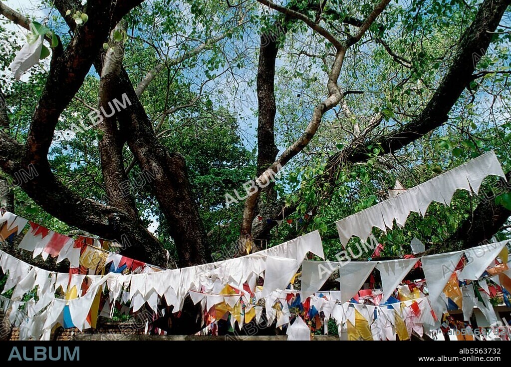 Decorated poplar fig, Anuradhapura, ficus religiosa (Ficus religiosa), Bodhi tree, Bobaum, Sri Lanka, Asia.