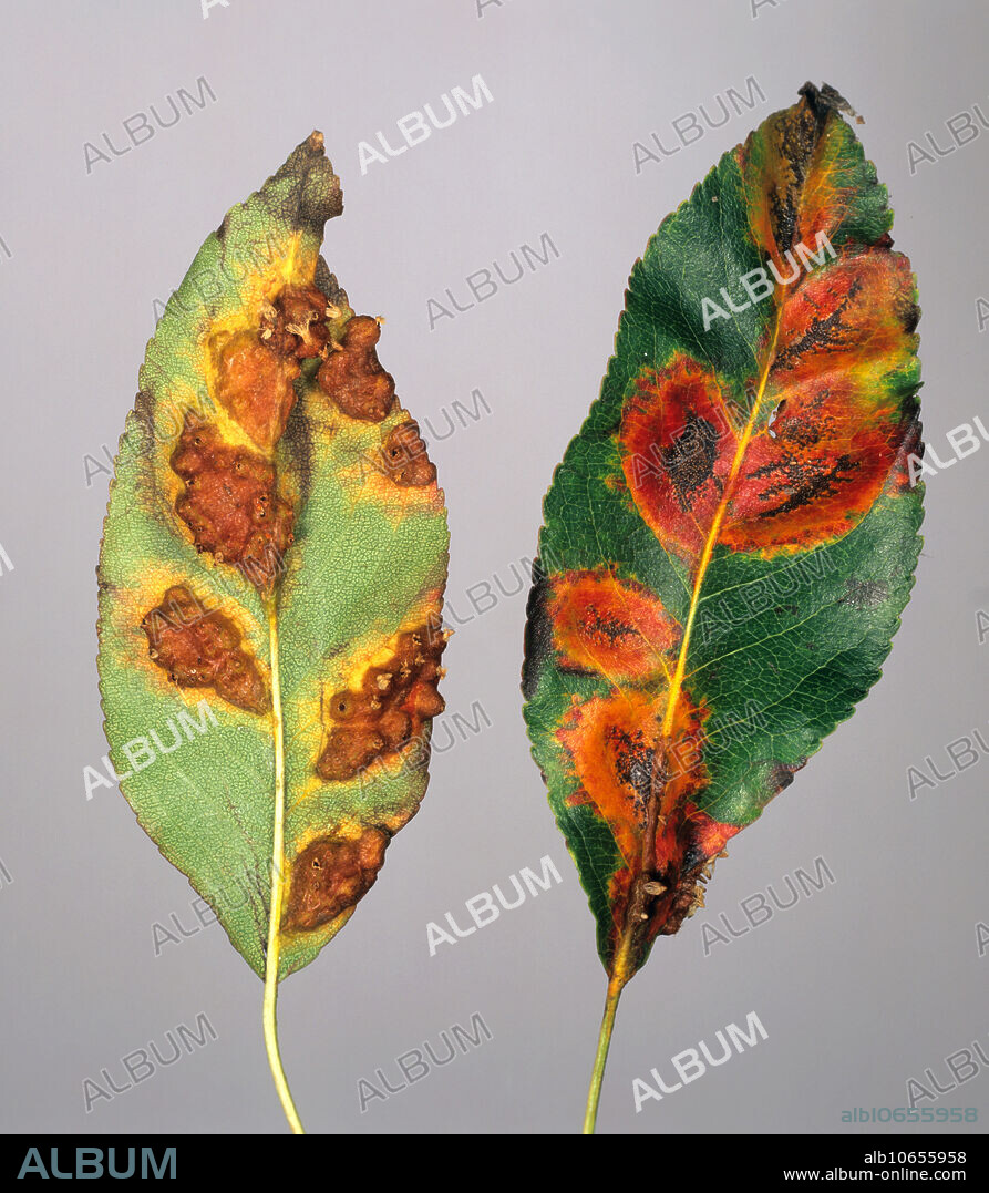 Pear rust (Gymnosporangium fuscum) pustules and damage on pear leaves.