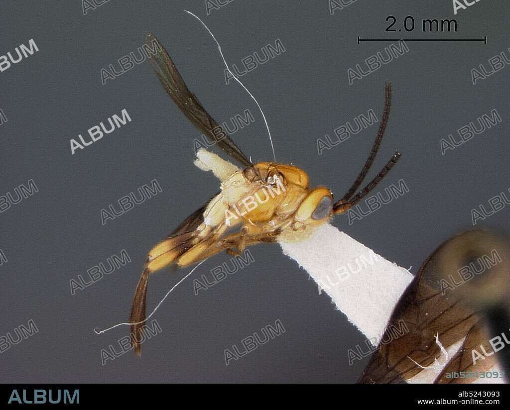 Barranco Chico, Guayas Province, Ecuador, Opius chromaticus Fischer, Animalia, Arthropoda, Insecta, Hymenoptera, Braconidae.