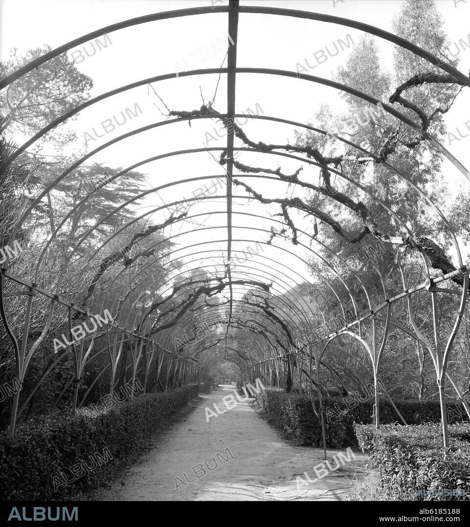 PERGOLA EN UNO DE LOS PASEOS DEL JARDIN BOTANICO - FOTOGRAFIA EN BLANCO Y NEGRO - AÑOS 60.