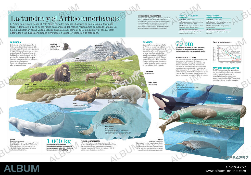 American tundra and arctic. Infographic on characteristics, fauna and flora of the American tundra and polar regions.