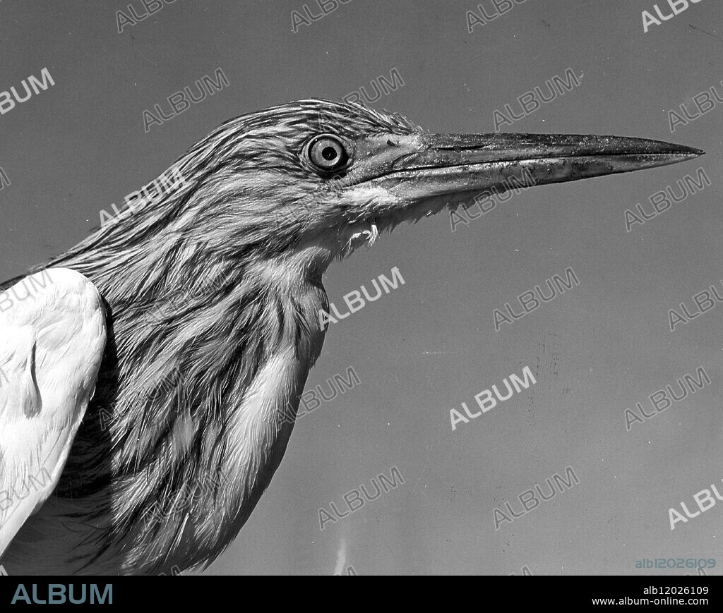 Heron Common Bittern.