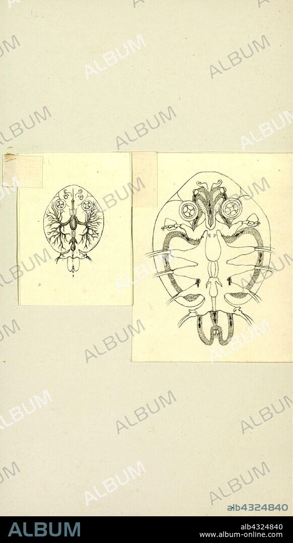 Argulus foliaceus, Print, Argulus foliaceus (or Monoculus foliaceus Linnaeus, 1758 name) is a species of crustaceans in the family Argulidae, the fish lice. It is sometimes called the common fish louse. It is "the most common and widespread native argulid in the Palaearctic" and "one of the most widespread crustacean ectoparasites of freshwater fish in the world.