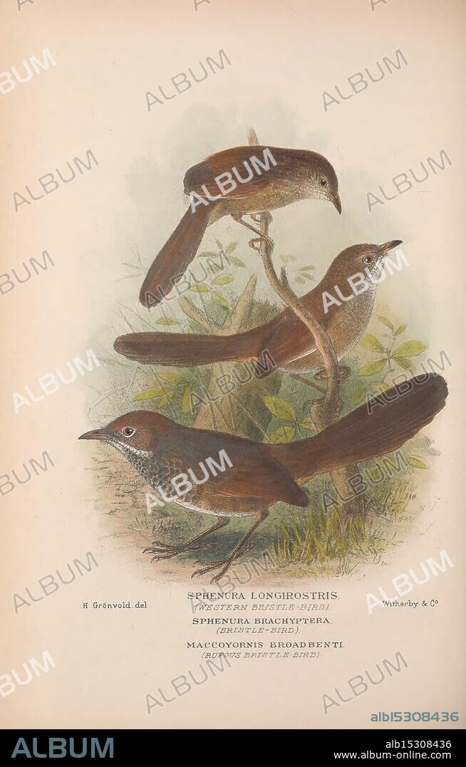 The Birds of Australia, London, Witherby & Co, 1910-1927. Australia, bibliography, birds, birds Australia, pictorial works, bird, Australia, Mathews, Gregory Mathews, ornithology, The depiction features three distinct species of birds, each showcasing unique physical characteristics. The top bird exhibits elongated features and a subtle color pattern, while the middle bird has a slightly bulkier body and a pronounced tail, characterized by intricate detailing. The lower bird displays a combination of smooth lines and varied textures, suggesting a rich plumage. All three birds are perched on stylized branches, surrounded by delicate foliage that adds to the natural setting. The overall composition highlights the diversity in avian anatomy and the beauty of their environments.