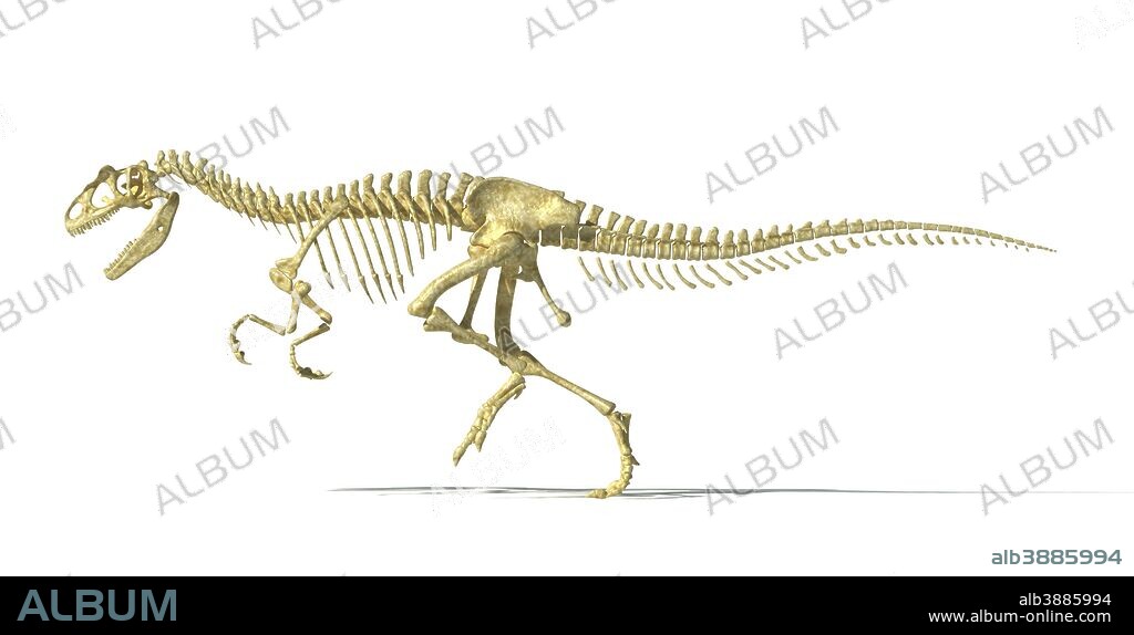 3D rendering of an Allosaurus dinosaur skeleton, side view. Allosaurs were large carnivorous reptiles that lived during the late Jurassic period.