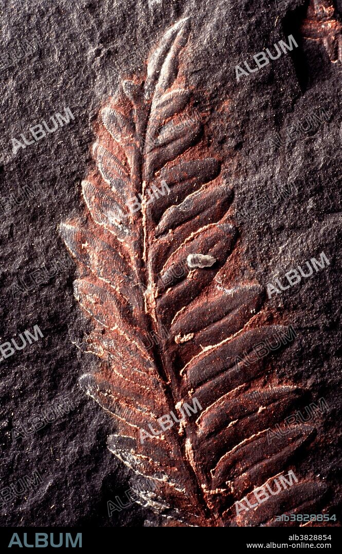 Frond of Alethopteris, a seed "fern" from the Carboniferous Period, Pennsylvania Epoch, some 300 million years ago. The reddish color is caused by oxidation of iron carbonate. Collected in Schuylkill County, Pennsylvania. Specimen courtesy of Pennsylvania State Museum, Klose Coal Fossil Collection.