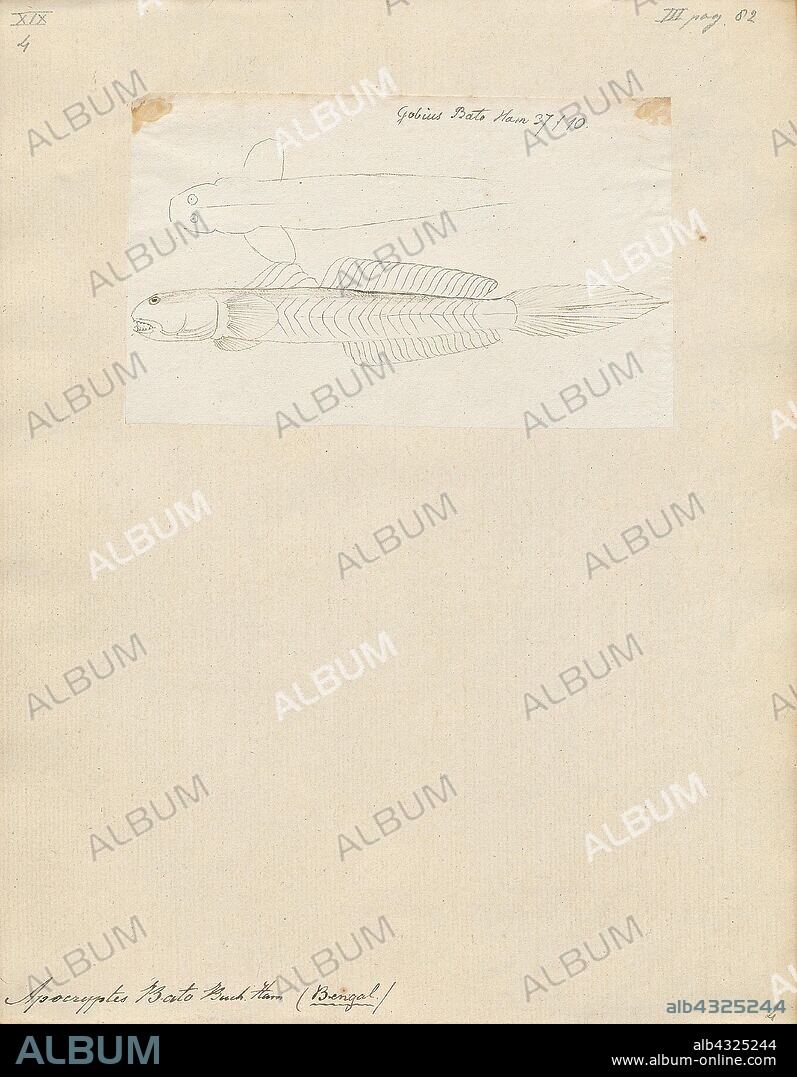 Apocryptes bato, Print, Apocryptes bato is a species of mudskipper native to India, Bangladesh and Myanmar where it can be found in tropical rivers, estuaries and coastal waters of the Indian Ocean. This species can reach a length of 26 centimetres (10 in) TL. It is of minor importance to local commercial fisheries. It is currently the only known member of its genus., 1700-1880.