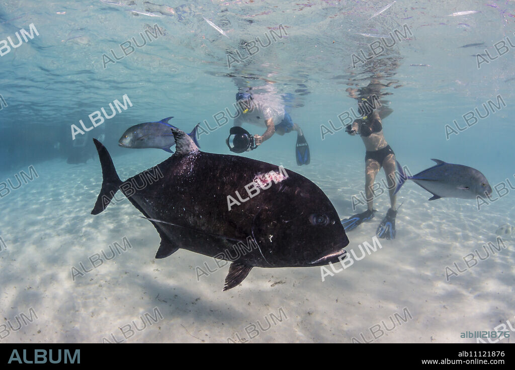 Giant trevally (Caranx ignobilis), with photographer at One Foot Island, Aitutaki, Cook Islands, South Pacific Islands, Pacific.