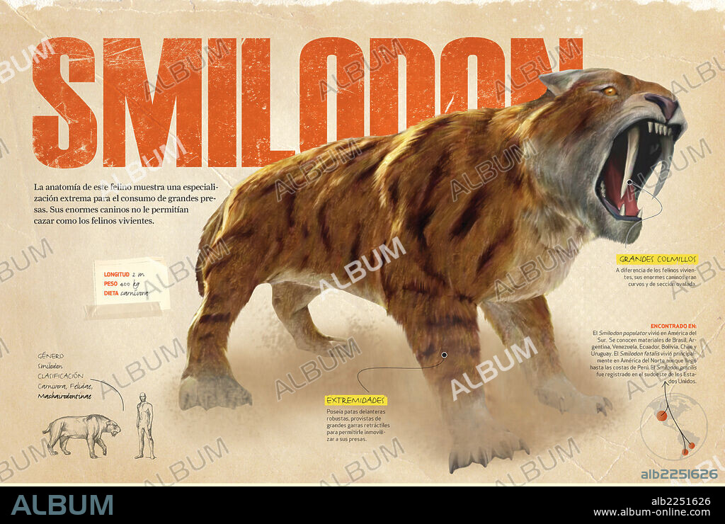 Smilodon. Infografía sobre el Smilodon, felino prehistórico del Pleistoceno, era Cenozoica.