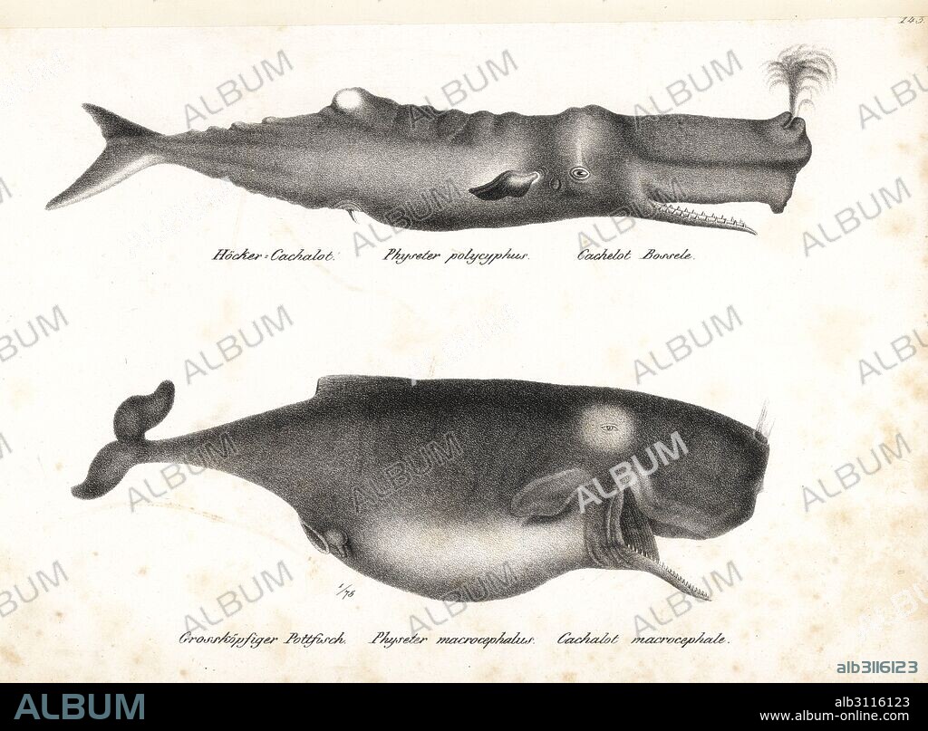 Sperm whale or cachalot, Physeter macrocephalus (Physeter polycyphus). Vulnerable. Lithograph by Karl Joseph Brodtmann from Heinrich Rudolf Schinz's Illustrated Natural History of Men and Animals, 1836.