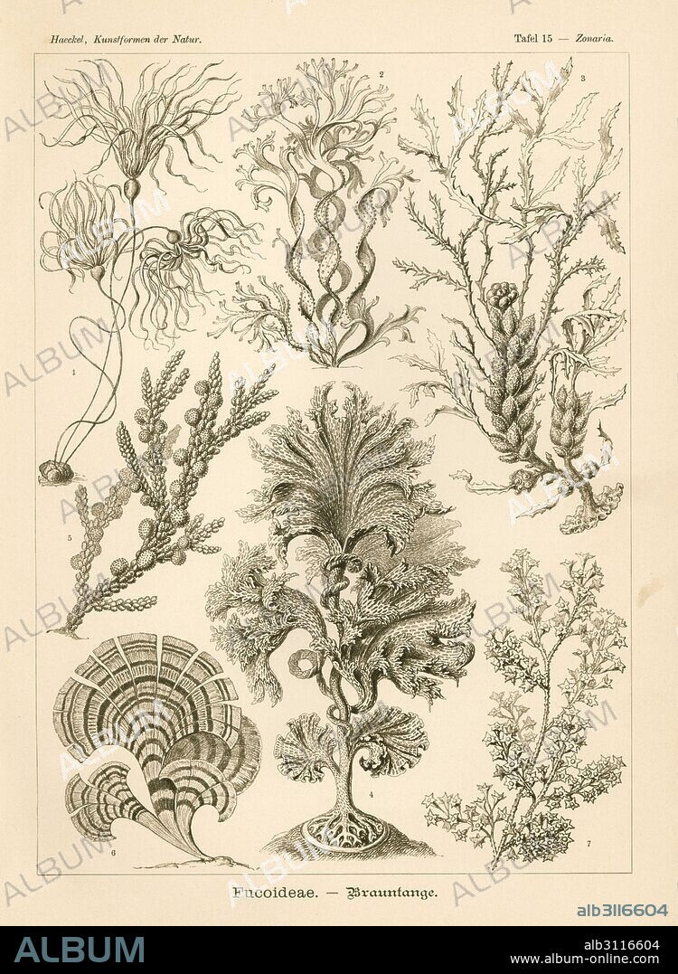 Fucoideae seaweeds: bullwhip kelp, Nereocystis luetkeana 1, Cutleria multifida 2, Cystoseira spinosa 3, Agarum clathrus 4, Scaberia agardhii 5, peacock's tail, Padina pavonica 6, and Turbinaria gracilis 7. Chromolithograph by Adolf Glitsch from an illustration by Ernst Haeckel from Art Forms in Nature, Kunstformen der Natur, Liepzig, Germany, 1904.