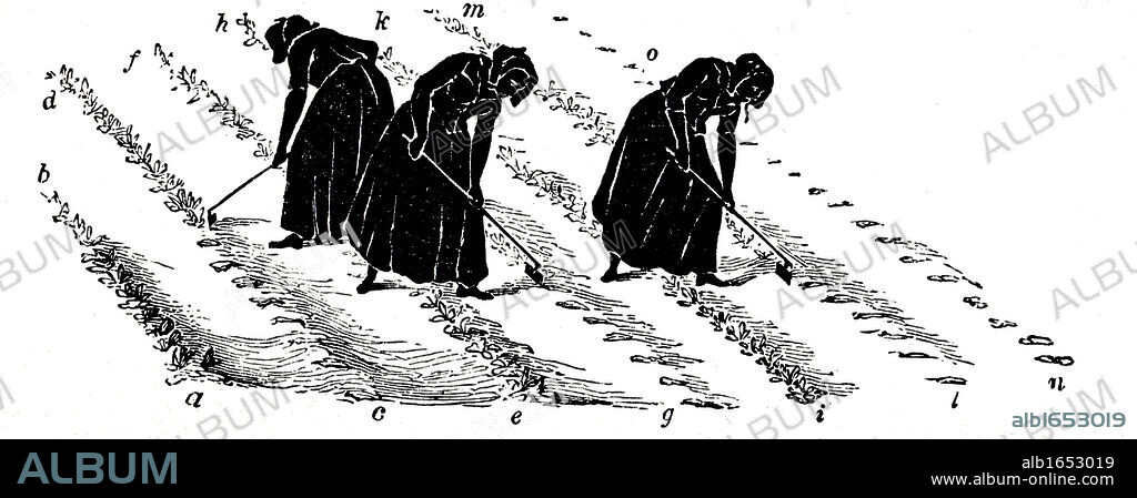Crop Rotation: Women thinning turnips. In Norfolk 4-course system, wheat planted first year, followed by turnips, then barley, often underplanted with grass or grass and clover ley to be used for hay or grazing in 4th year. Engraving 1855.