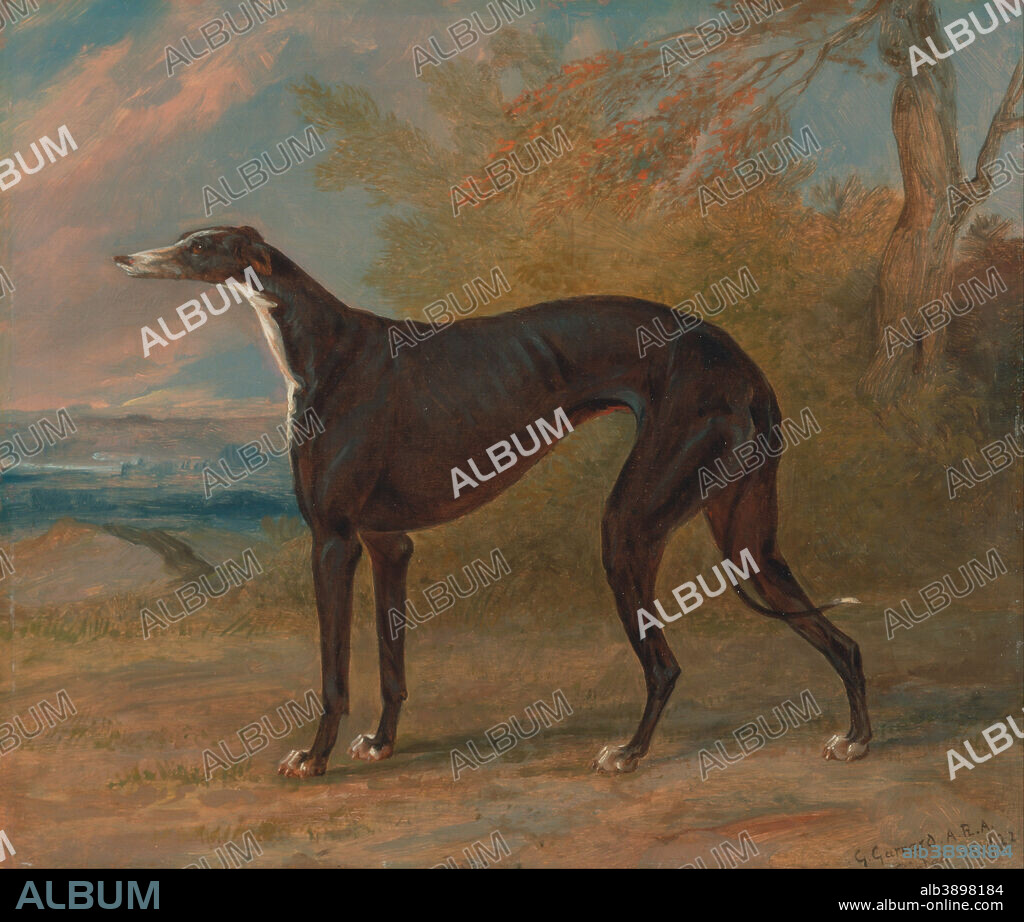 GEORGE GARRARD. One of George Lane Fox's Winning Greyhounds: the Black and White Greyhound Bitch, Juno, also called Elizabeth. Date/Period: 1822. Painting. Oil on panel. Height: 298 mm (11.73 in); Width: 356 mm (14.01 in).