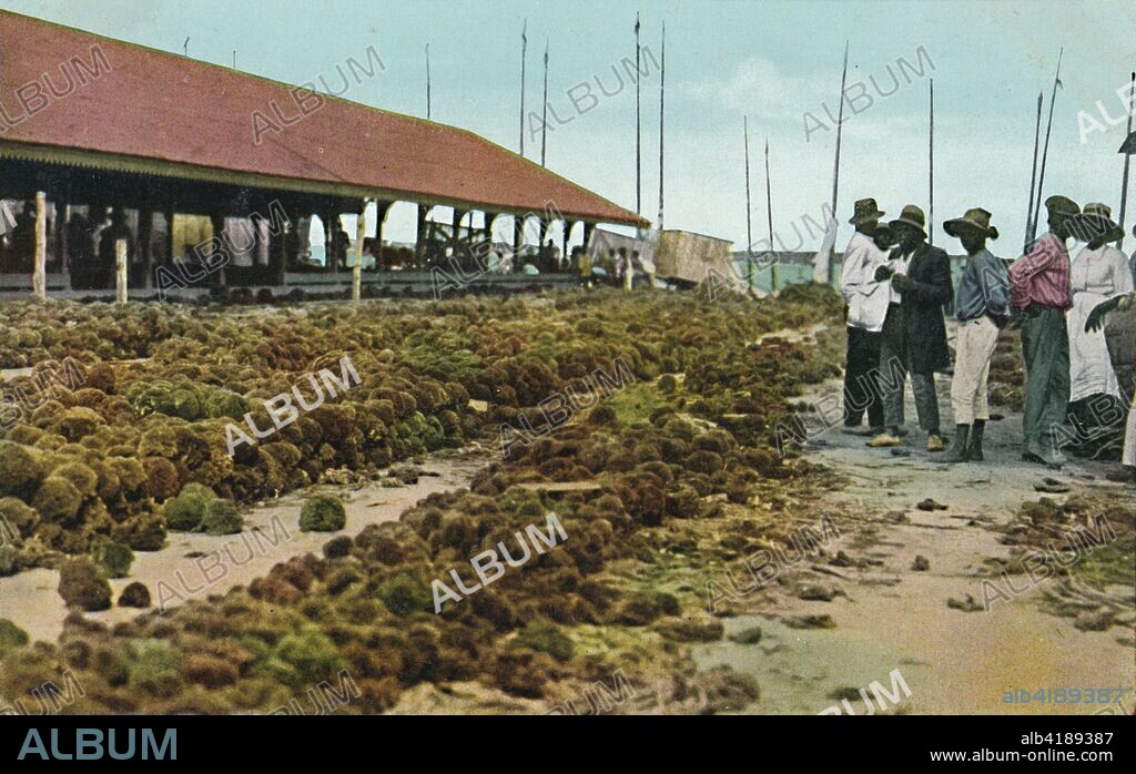 'Sponge Market, Nassau, Bahamas', 1930s. At the height of the Bahamian sponge industry at the turn of the 20th century, the sponge fleet consisted of some 600 vessels. Sponges were cleaned and trimmed in the warehouse, and then taken to the packing yard, where they were laid out to dry in the sun and sorted by quality. [W. R. Saunders and I.O Sands].