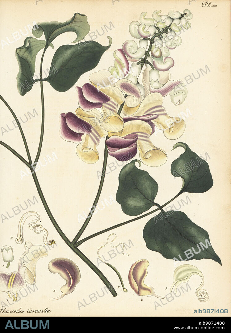 Corkscrew vine, Cochliasanthus caracalla. Snail-flowered kidney-bean, Phaseolus caracalla. From Brazil, South America. Copperplate engraving drawn, engraved and hand-coloured by Henry Andrews from his Botanical Register, Volume 5, self-published in Knightsbridge, London, 1803.