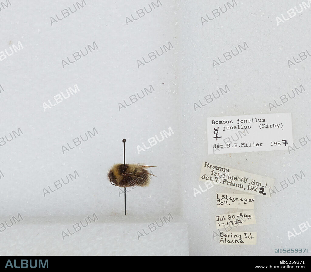 Bering Island, Kamchatskaya, Russia, Bombus (Pyrobombus) jonellus (Kirby), Animalia, Arthropoda, Insecta, Hymenoptera, Apidae, Apinae.