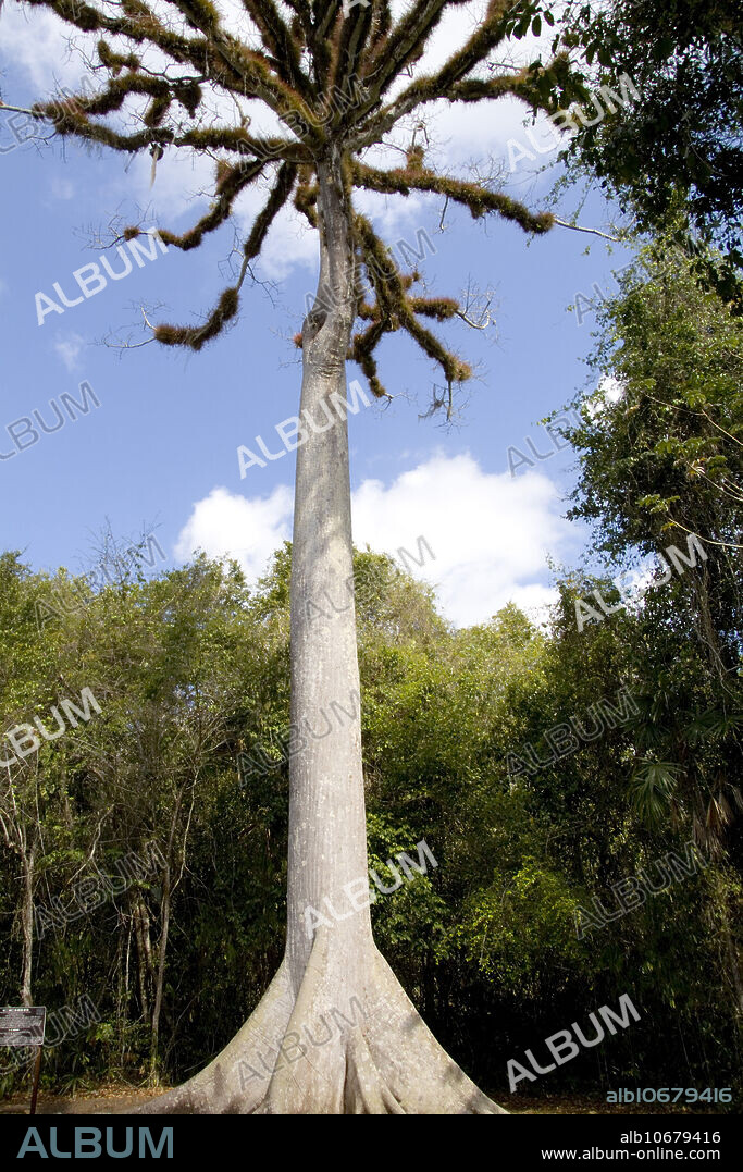 Kapok or keiba tree (Ceiba pentandra), the national tree of Guatemala, amongst Mayan ruins, Tikal, Guatemala.