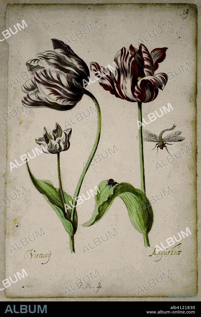 Two Tulips with Insects. Draughtsman: Jacob Marrel. Dating: 1624 - 1681. Measurements: h 344 mm × w 222 mm.