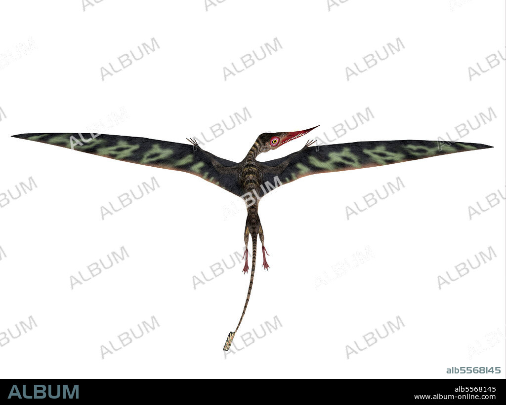 A Rhamphorhynchus with wings extended, rear view on white background. Rhamphorhynchus was a carnivorous flying Pterosaur that lived in Europe and Africa during the Jurassic Period.