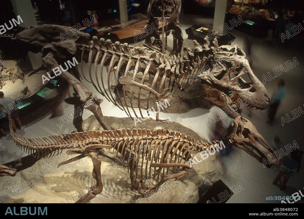 Tyrannosaurus and Edmontosaurus