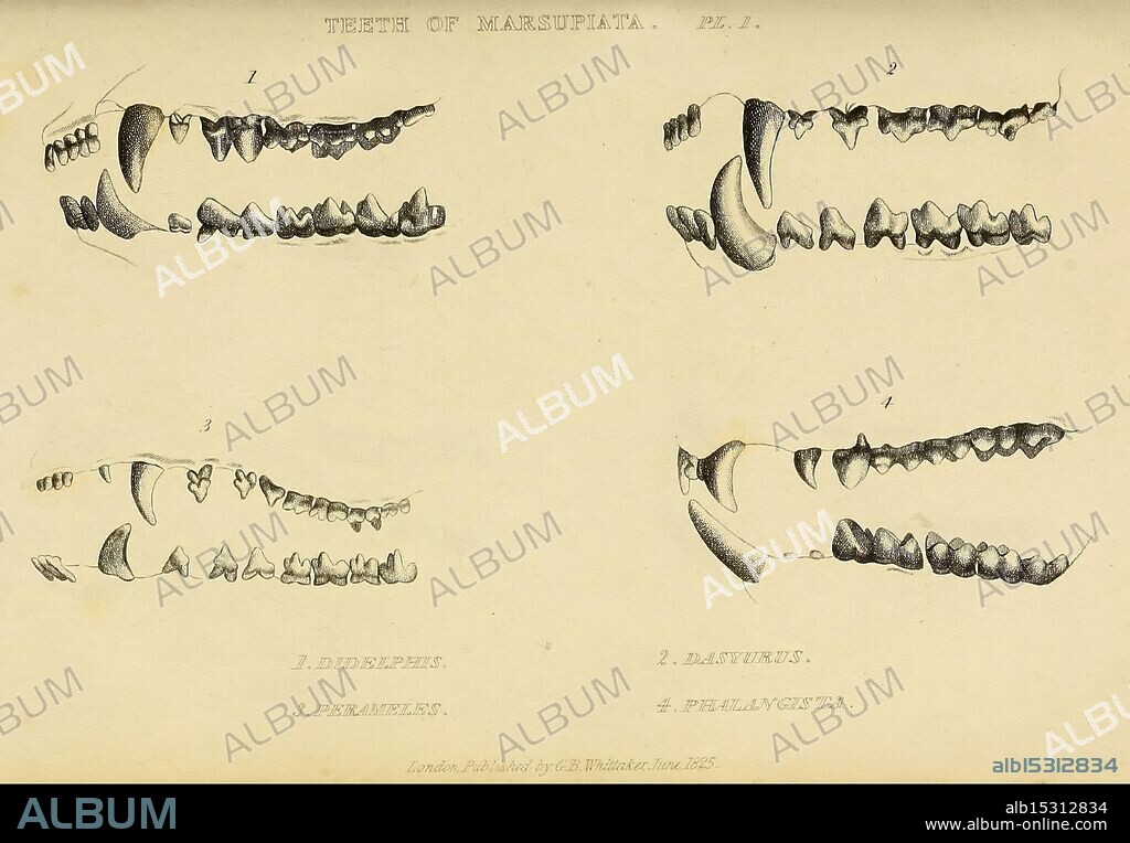 The class Mammalia, London, Printed for Geo. B. Whittaker, 1827, possum, opossum, teeth, marsupial, mammals, bandicoot, dasyurus, didelphis, perameles, phalangista, The illustration features a series of detailed anatomical drawings showcasing various dental structures. It highlights different types of teeth and their arrangements, focusing on the uniqueness of each tooth's shape and size. The drawings are meticulously labeled and organized to enhance understanding, presenting profiles of upper and lower jaws from multiple perspectives. This educational depiction serves as a helpful reference for studying dental anatomy and variations in tooth formation across different specimens.