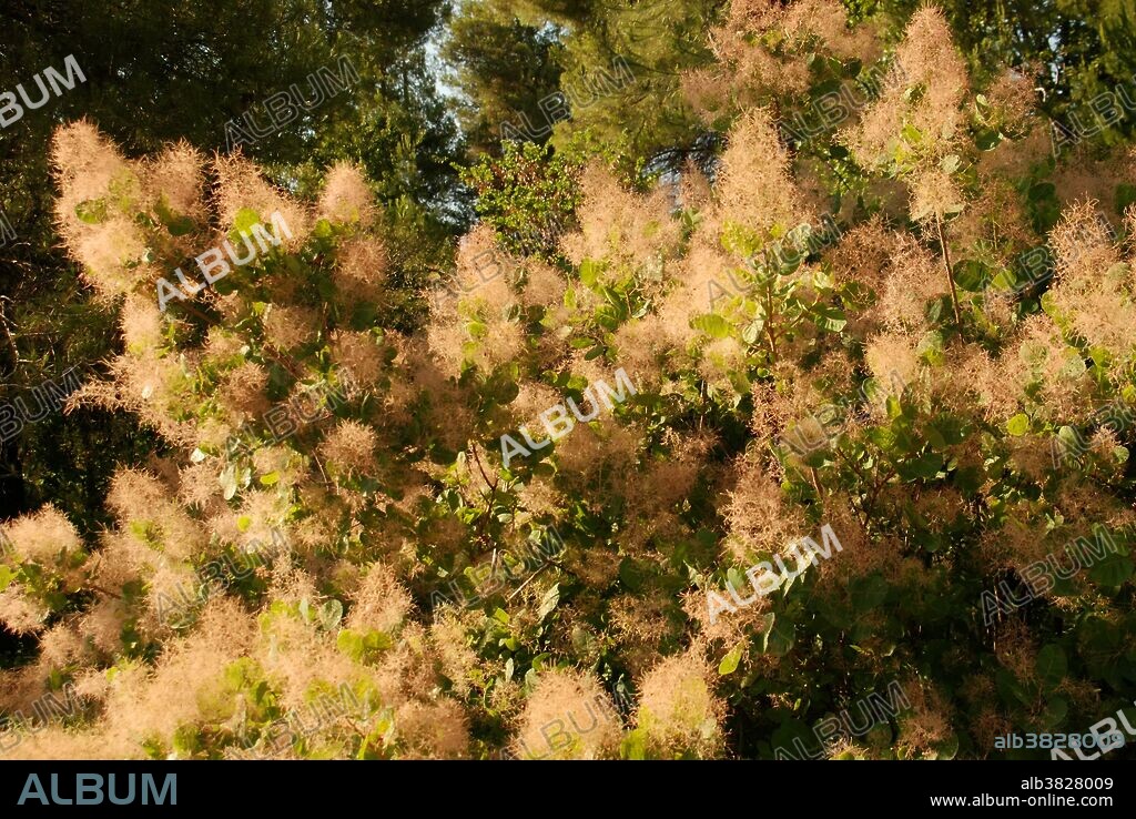 Cotinus, Smoke Tree or Smoke Bush, Anacardiaceae, with its smoke like fluffy flowerheads, it grows wild all over Greece. The plant is related to Sumac. 07/2012.