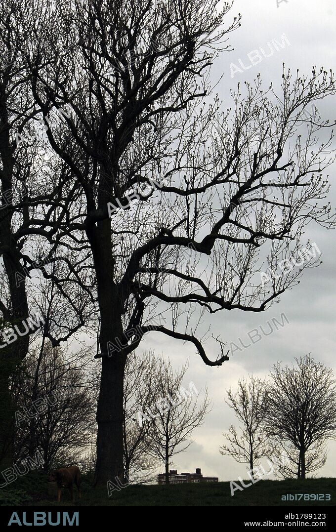 ARBOL EN INVIERNO. Primrose Hill. Londres. Inglaterra. Reino Unido.