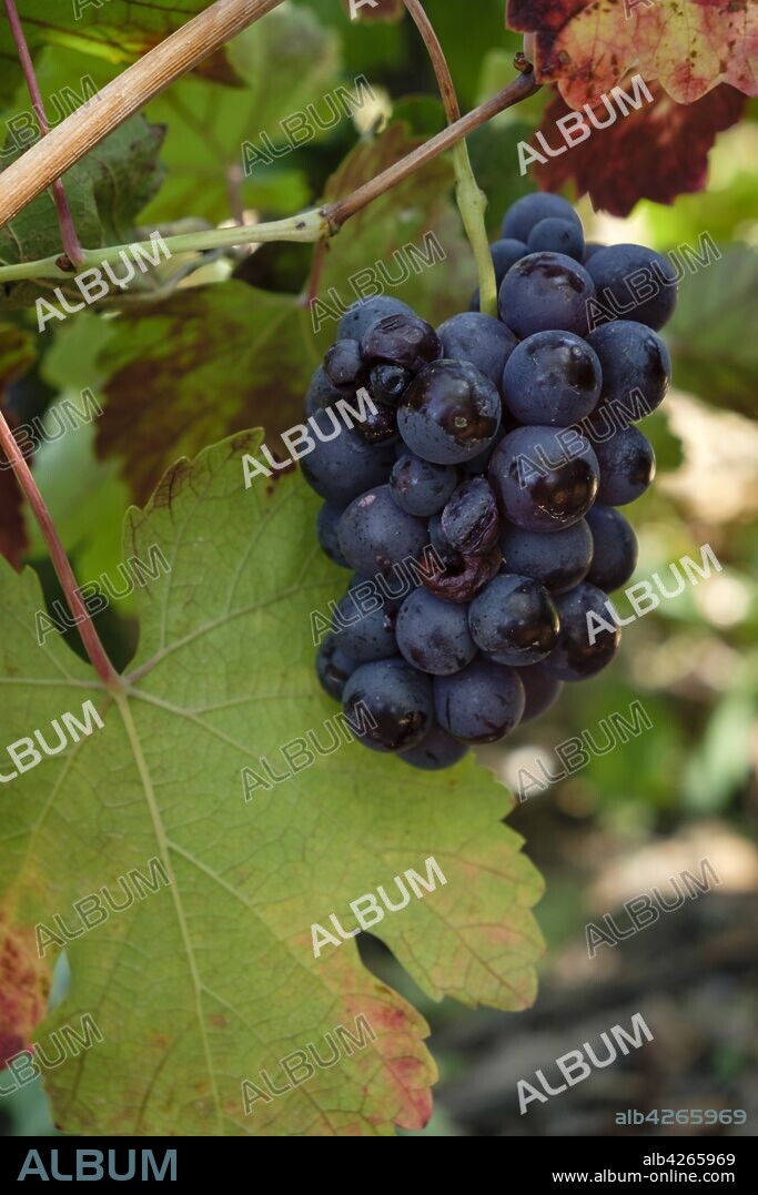 uva Callet, viña des pou de Sa Carrera, Celler Mesquida-Mora, Porreres, Mallorca, balearic islands, Spain.