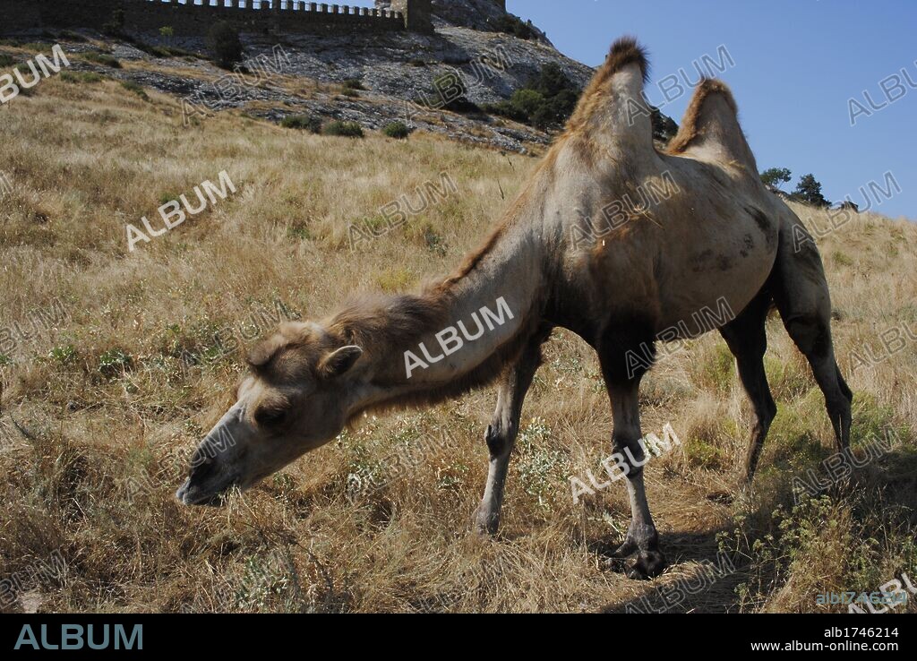 CAMELLO (Camelus Bactrianus). Mamífero rumiante nativo de zonas secas de Asia. Provisto de dos jorobas. Sudak. República Autónoma de Crimea. Ucrania. Europa Oriental.