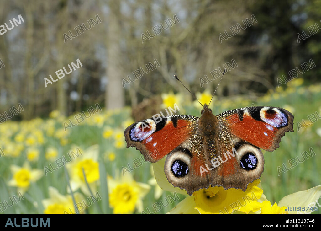 Peacock butterfly (Inachis io) on Wild daffodil (Narcissus pseudonarcissus), Wiltshire, England.