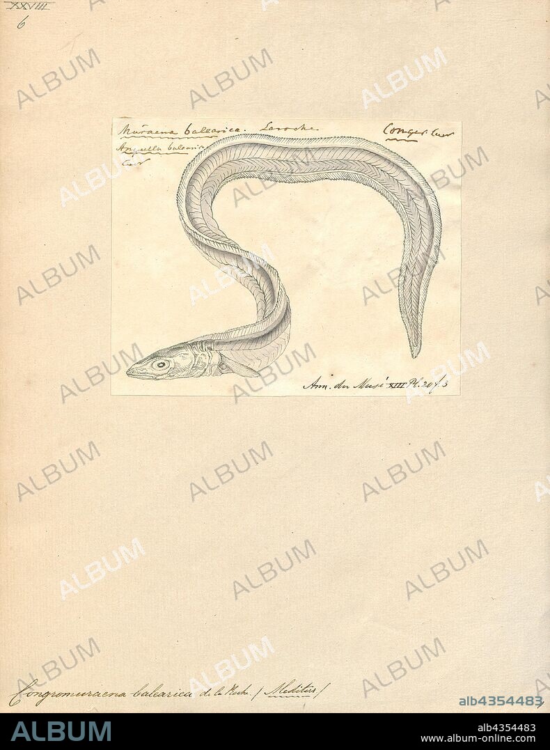 Congromuraena balearica, Print, The bandtooth conger (Ariosoma balearicum), also known as the Baleares conger or the Balearic conger, is an eel in the family Congridae (conger/garden eels). It was described by François Étienne Delaroche in 1809, originally under the genus Muraena. It is a subtropical, marine eel which is known from the western and eastern Atlantic and the western Indian Ocean, including North Carolina, USA; the northern Gulf of Mexico, northern South America, Canada, Portugal, Angola, the Mediterranean, and the Red Sea. It inhabits reefs and littoral shelves, and burrows into sand and mud. It dwells at a depth range of 1–732 metres, but most frequently between 20–100 m. Males can reach a maximum total length of 35 centimetres, but more commonly reach a TL of 25 cm., 1809.