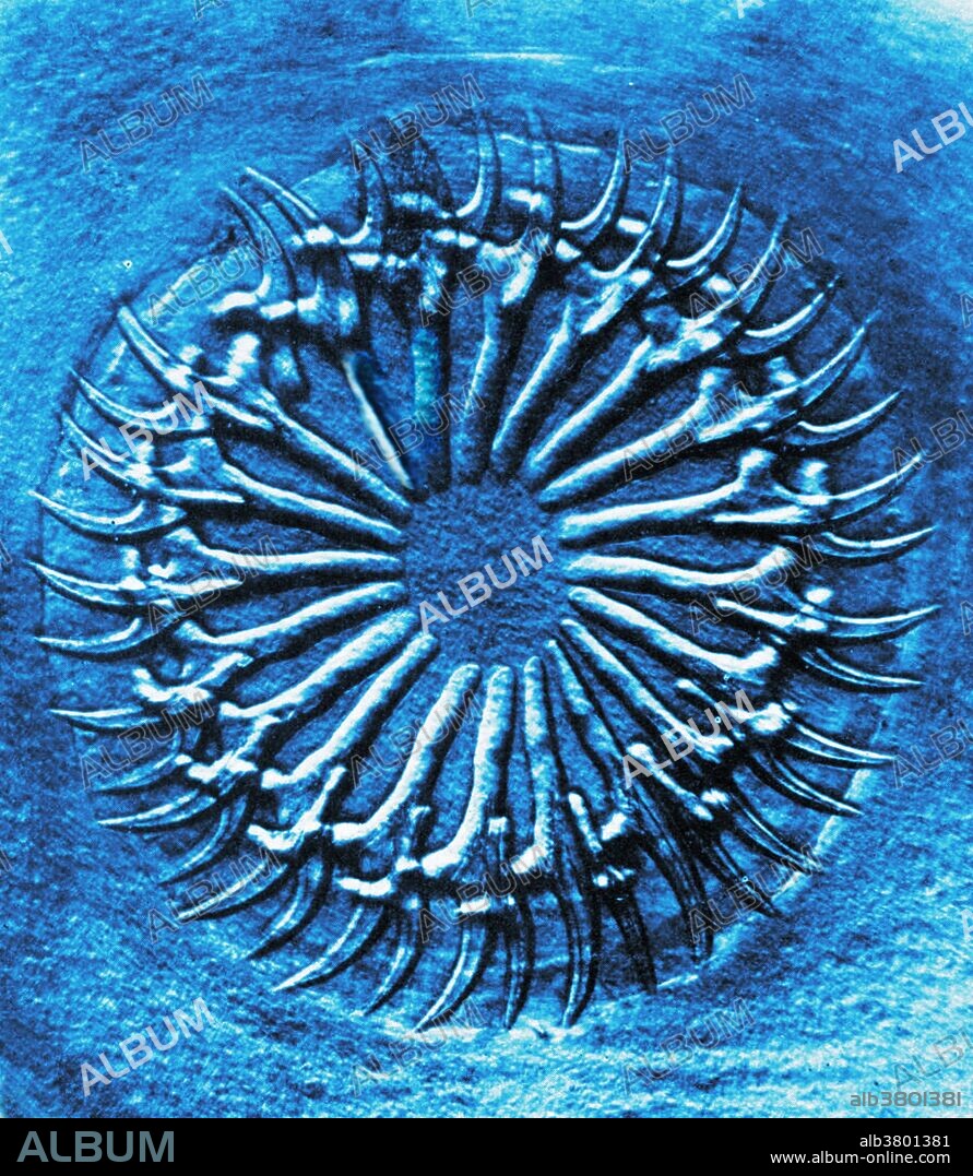 Circlet of hooks on a scolex (the anterior, headlike segment of a tapeworm, which has suckers or hooks for attachment). Magnification: 150x. Photomicrograph made by Arthur E Smith in the early 1900s, using a combined microscope and camera. In 1904, the Royal Society in London exhibited a series of Smith's photomicrographs to the public. They were later published in 1909 in a book called "Nature Through Microscope & Camera." They were the first examples of photomicroscopy many had ever seen.