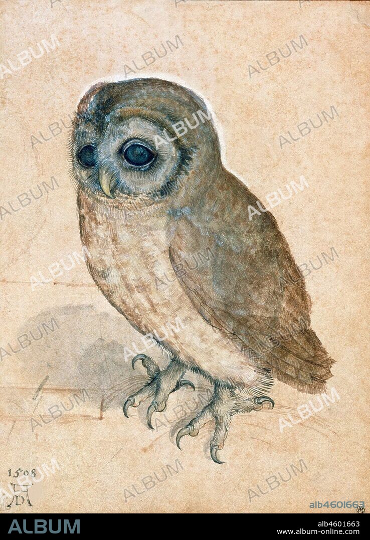 ALBERTO DURERO. Little Owl.